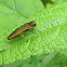 Emerald Ash Borer