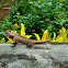 Oriental Garden Lizard, Eastern Garden Lizard or Changeable Lizard