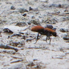 Velvet Ant