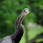 Anhinga