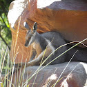 Yellow-Footed Rock Wallaby