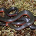 Ringneck snake
