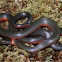Ringneck snake