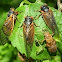 Cicada