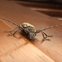 Longhorn beetle