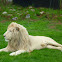 White Lion
