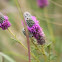 purple prairie clover