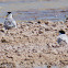 Little tern; Charrancito