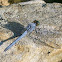 Eastern Pond Hawk