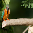 Common Kingfisher