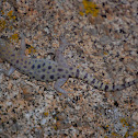 Granite Night Lizard
