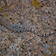 Granite Night Lizard