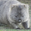 Wombat
