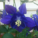 Blue Barlow columbine