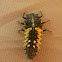 Ladybug larva