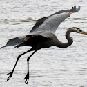 great blue heron
