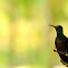 Humming-bird