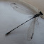 Damselfly
