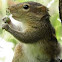 Three-srtipped Palm Squirrel