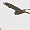 Common Kestrel
