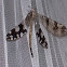 Antlion Lacewing