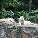 White Tiger