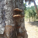 Roger's Mushrooms