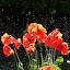 CGL's Secret flower garden