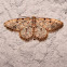 Geometer moth