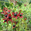Clerodendrum trichotomum