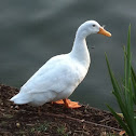 Pekin Duck