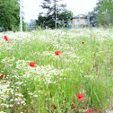 Coquelicot