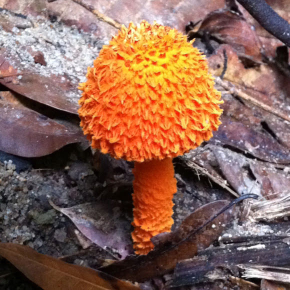 Spotting Image 1