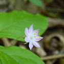 Pacific Starflower
