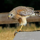 Red-shouldered Hawk