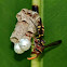 Sulawesi paper wasp (?)