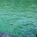 Red-crested Pochard, Kolbenente