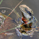 Eastern Water Dragon