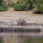 Hippopotamus