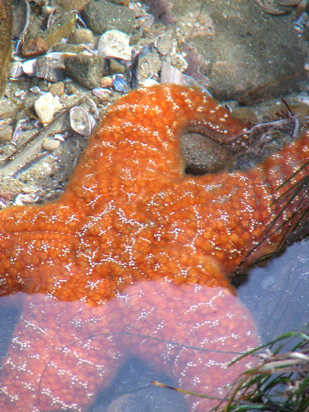 Spotting Image 1