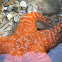 Ochre Sea Star