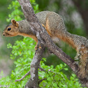 Eastern Fox Squirrel