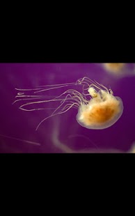 How to mod Water Jellyfish Live Wallpaper 1.02 unlimited apk for laptop