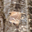 Hawk