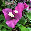 Purple Bougainvillia