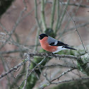 Eurasian Bullfinch