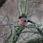 Eurasian Bullfinch