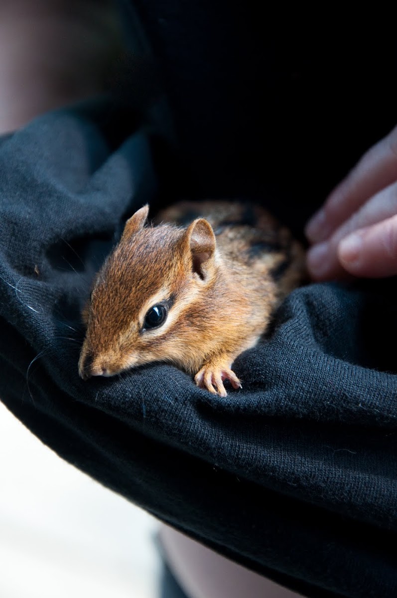 Eastern Chipmunk
