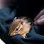 Eastern Chipmunk