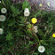 Common Dandelion